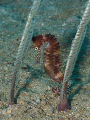 Dorniges Seepferdchen (Hippocampus histrix)