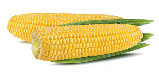 Fresh corn isolated on white background with clipping path