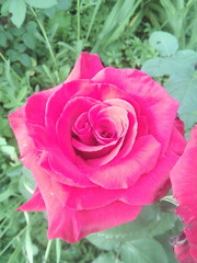 прекрасная роза