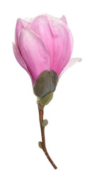 Fototapeta premium magnolia