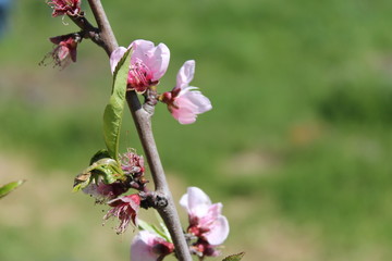 fiori rosa, fiori di pesco