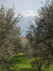 olive trees on garda lake mountains