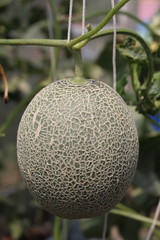 Melon,  stick the trunk,  grows in a farm at Thailand.