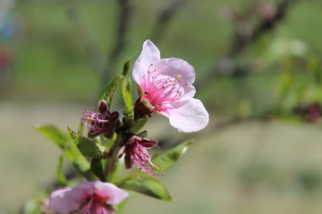 Fototapeta premium fiori rosa, fiori di pesco