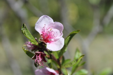 fiori rosa, fiori di pesco