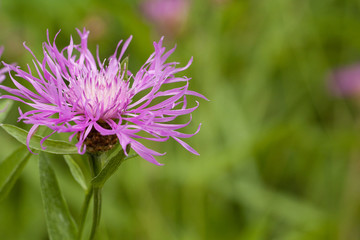 beautiful bright lilac flower of knapweed in a summer field or in a meadow