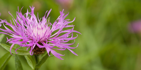 Obraz premium beautiful bright lilac flower of knapweed in a summer field or in a meadow
