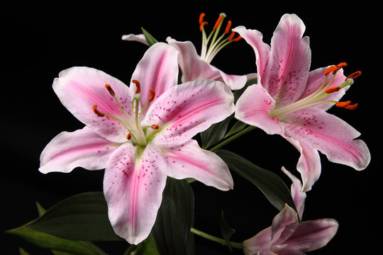 beautiful white pink lilies