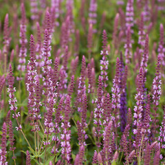 beautiful lilac flowers densely growing in a field or on a meadow