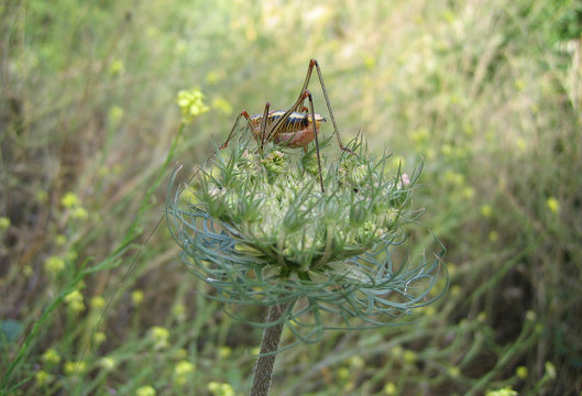 Greek Grasshopper - Polylimnio - Peloponnese - Greece