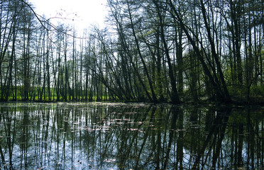 Altenburg / Germany: Reflections on the water surface of an idyllic little pond in a grove near Kuerbitz in April