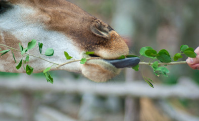 Giraffe is using its black long tongue to rid leaves branch from visitor at zoo