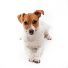 Jack Russell Terrier isolated on white background.