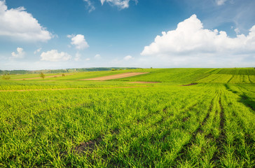 Rows on the field. Natural agricultural landscape at the summer time