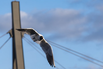 Lachmöwe im Flug, fliegende Lachmöwe, Brücke im Hintergrund, Chroicocephalus ridibundus