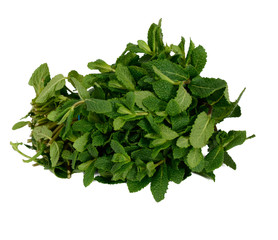 Mint on white background 