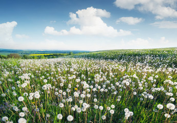Field with flowers in the spring time. Beautiful natural landscape © biletskiyevgeniy