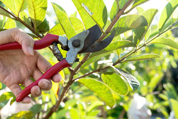 Gardener pruning trees with pruning shears on nature background.