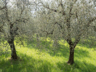 olive trees on garda lake mountains