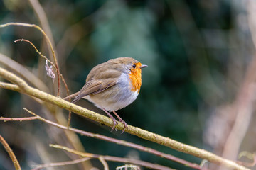 European Robin over a tree