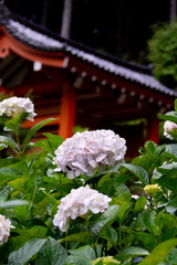 三室戸寺の紫陽花