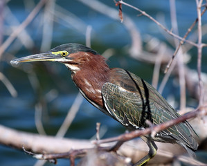 green heron with yellow eye, chestnut colored chest and greenish wings, Great Salt Pond, Philipsburg, St. Martin, Lesser Antilles, Caribbean