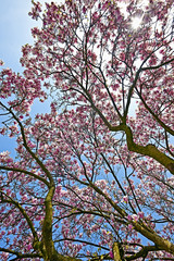 Beautiful pink Magnolia tree in blossom at springtime