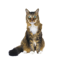 Big cat sitting on white background