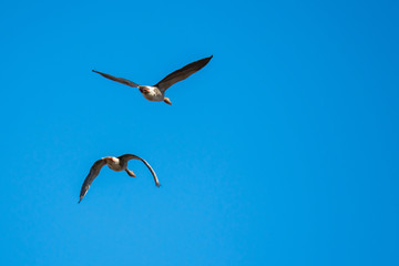 Greylag geese in mid flight.