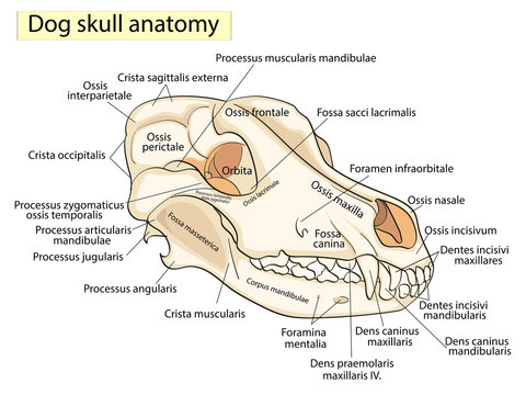 The skull of a dog. Structure of the bones of the head, anatomical design. In Latin