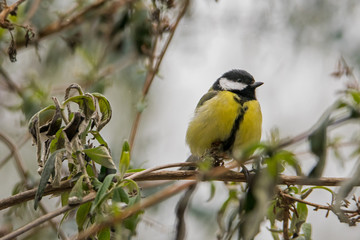 Fototapeta premium Great tit sitting on a branch