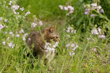 猫
