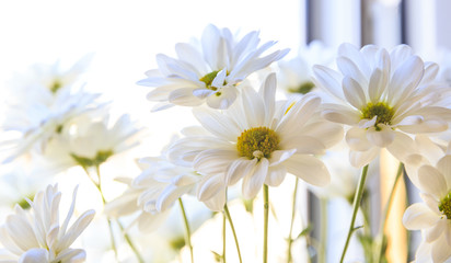 A bouquet of Nivianik. A family of annual or perennial herbaceous plants of the Astrova family in hight key