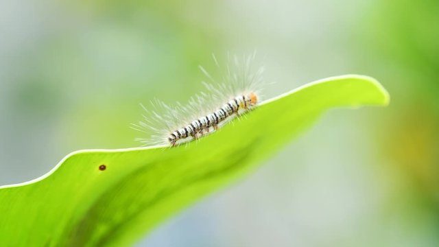 Caterpillar walking on green leaf.