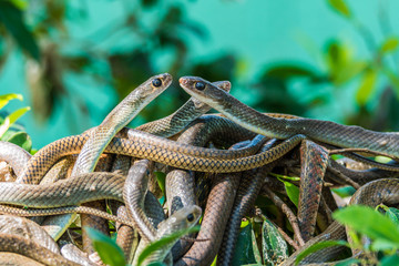 Close up of oriental rat snakes tangle on a tree branches