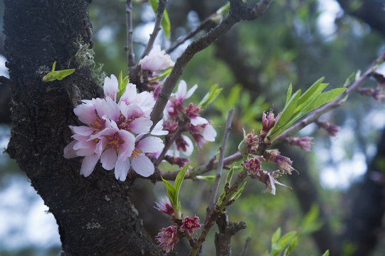Pale pink Prunus Dulcis flowers blossoming in spring in Tenerife, Canary Islands