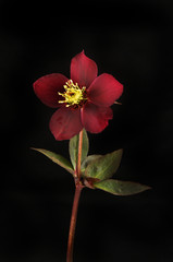Hellebore flower against black