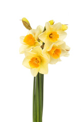 Naklejka na ściany i meble Bunch of daffodils
