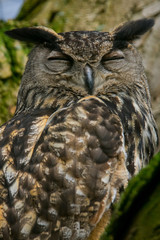 Eurasian eagle-owl
