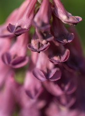 Fototapeta premium Lilac blooming foxtail in a spring colorful garden