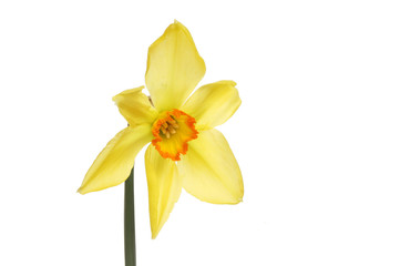 Fototapeta na wymiar Five petalled daffodil