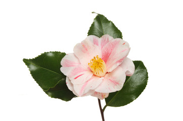 Variegated camellia flower