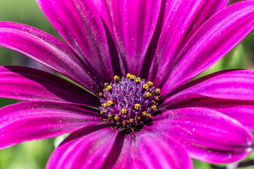 Obraz premium Flower