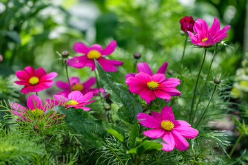 Obraz premium Flower