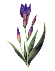 viole watercolor iris, hand drawn illustration
