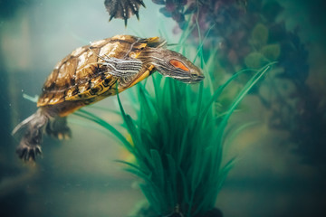 Obraz premium Red Eared Terrapin - Trachemys scripta elegans in the aquarium