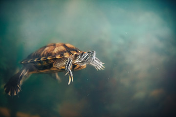 Fototapeta premium Red Eared Terrapin - Trachemys scripta elegans in the aquarium