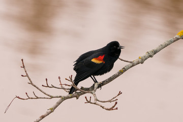 Red Winged Blackbird