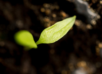 A young sprout of pepper in the ground