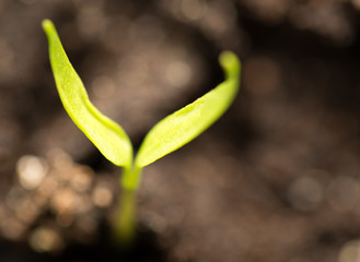 A young sprout of pepper in the ground